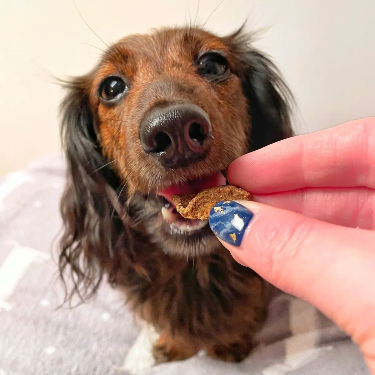 Chicken Chonks: Meaty Dog Treats