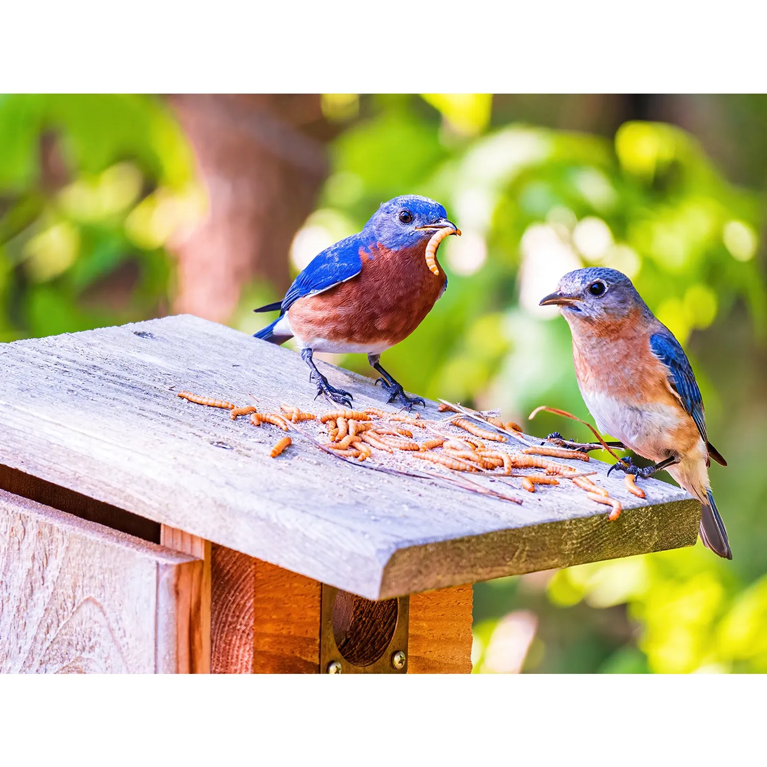 Dried Mealworms Bulk