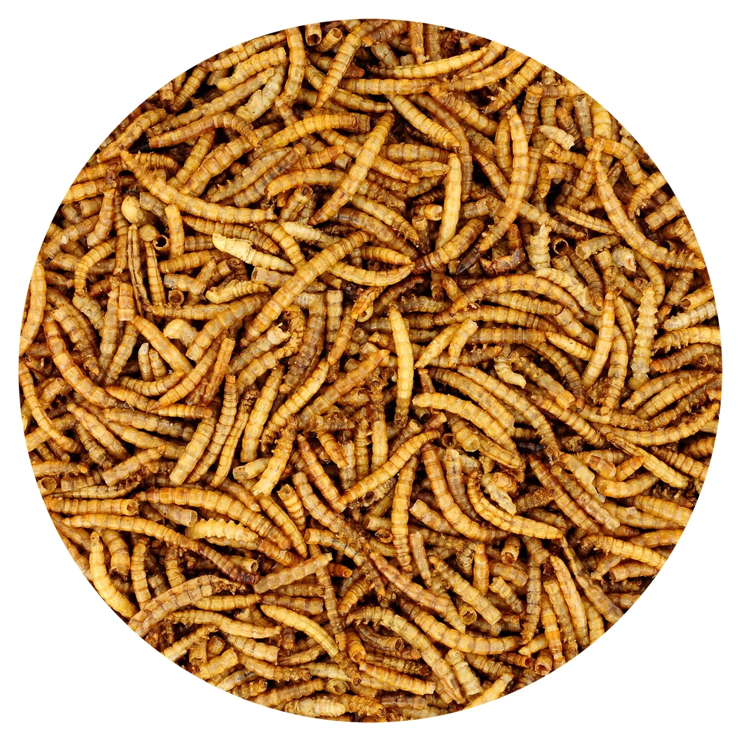 Dried Mealworms Bulk