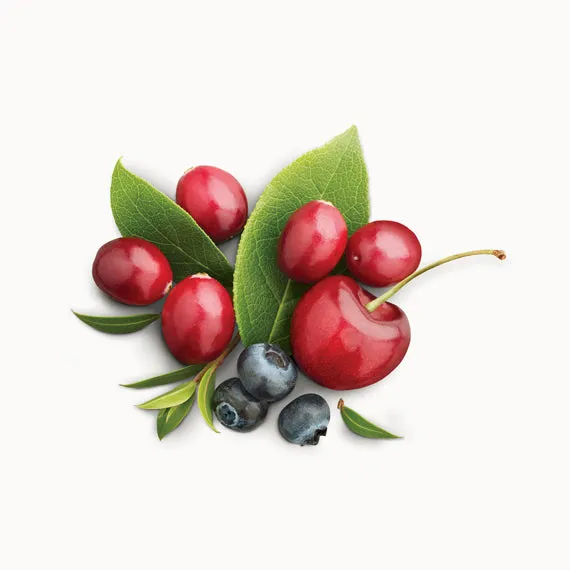 Fresh Red Cherry