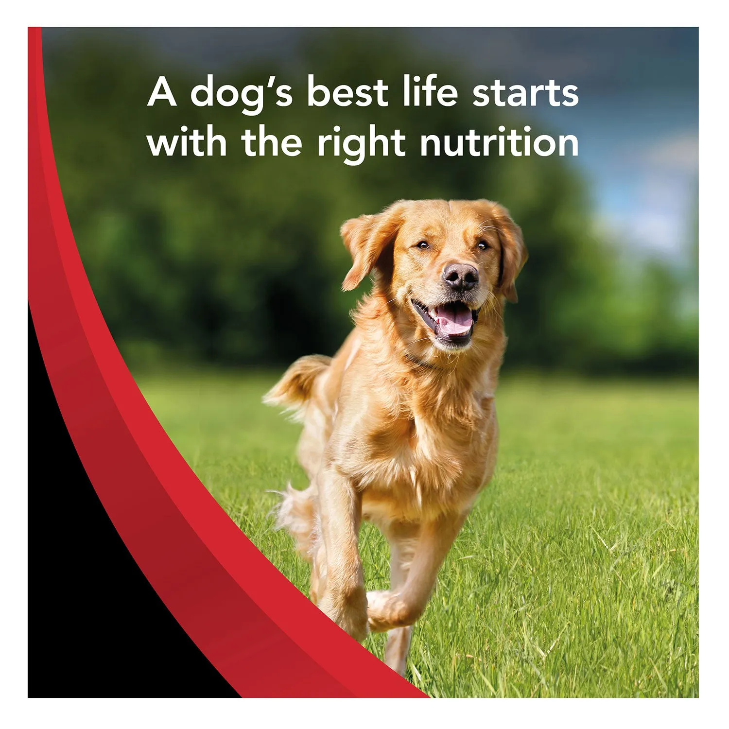 Supercoat Chicken Adult Dry Dog Food